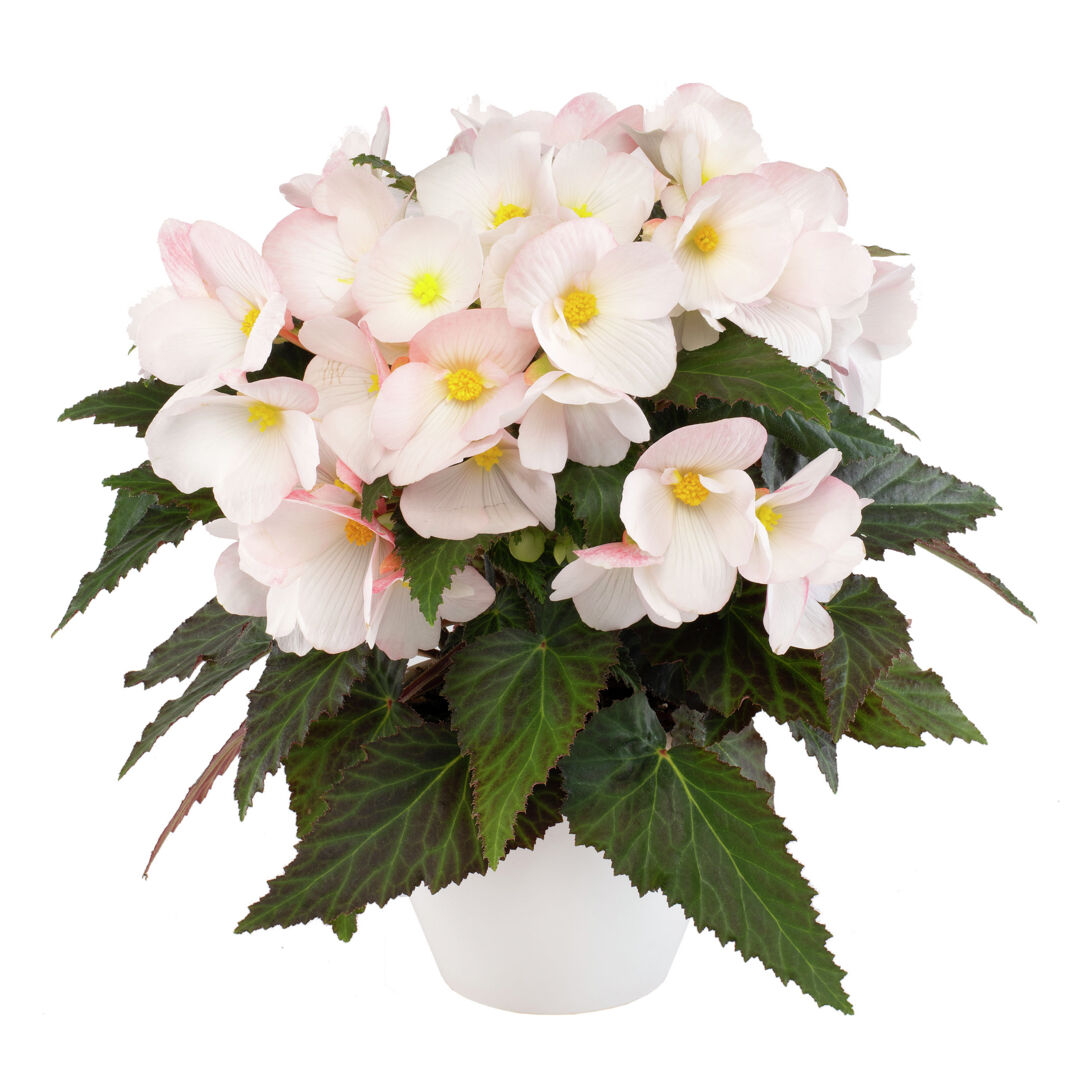 Begonia boliviensis Florencio White®