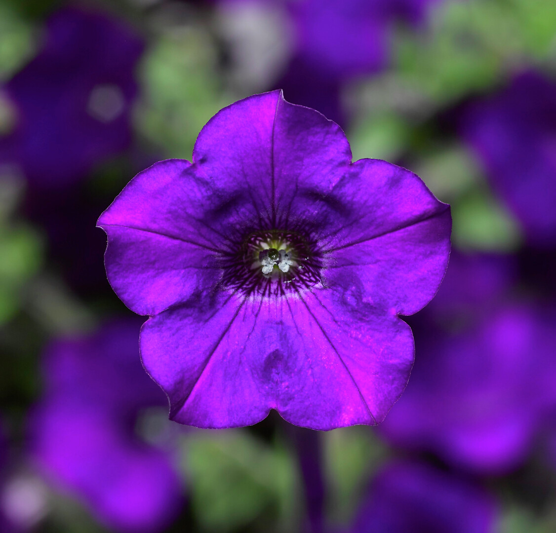 Petunia hybrid Dekko Blue