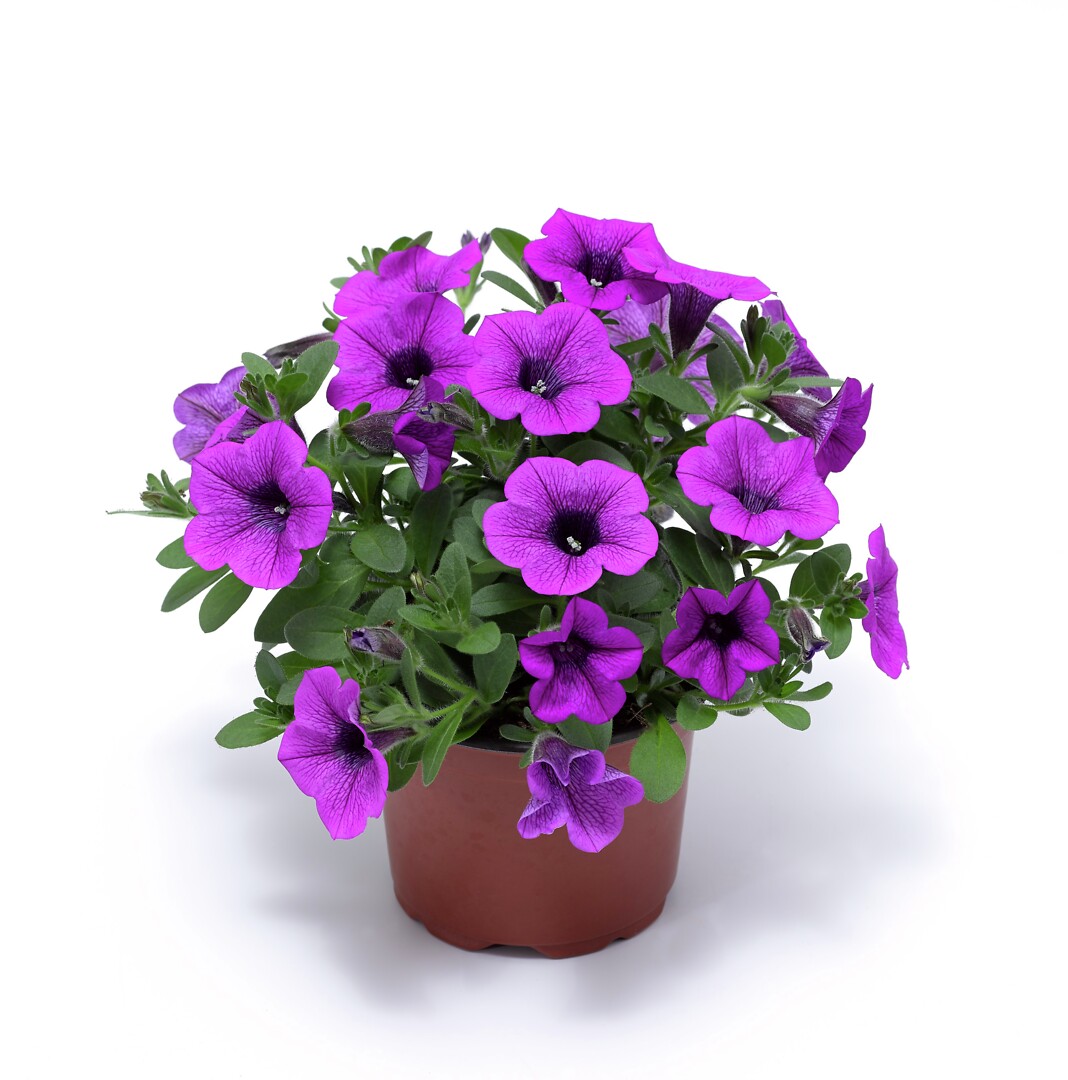 Petunia hybrid Dekko Deep Lavender Vein