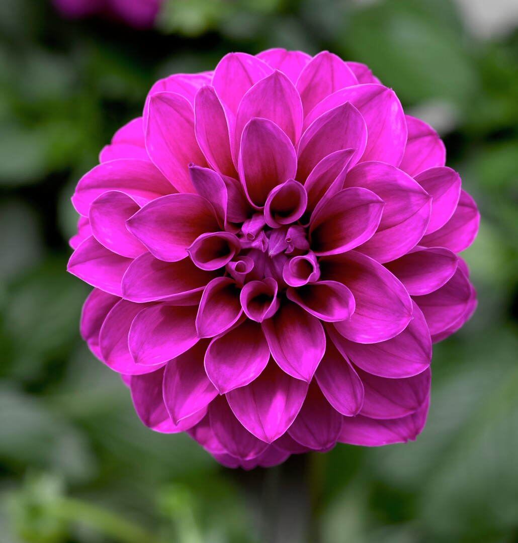 Dahlia x hortensis Grandalia Dark Rose