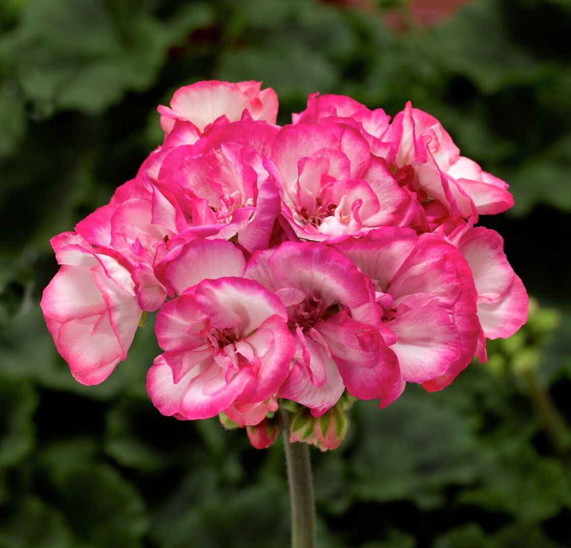 Pelargonium zonale Bunny Strawberry Ice