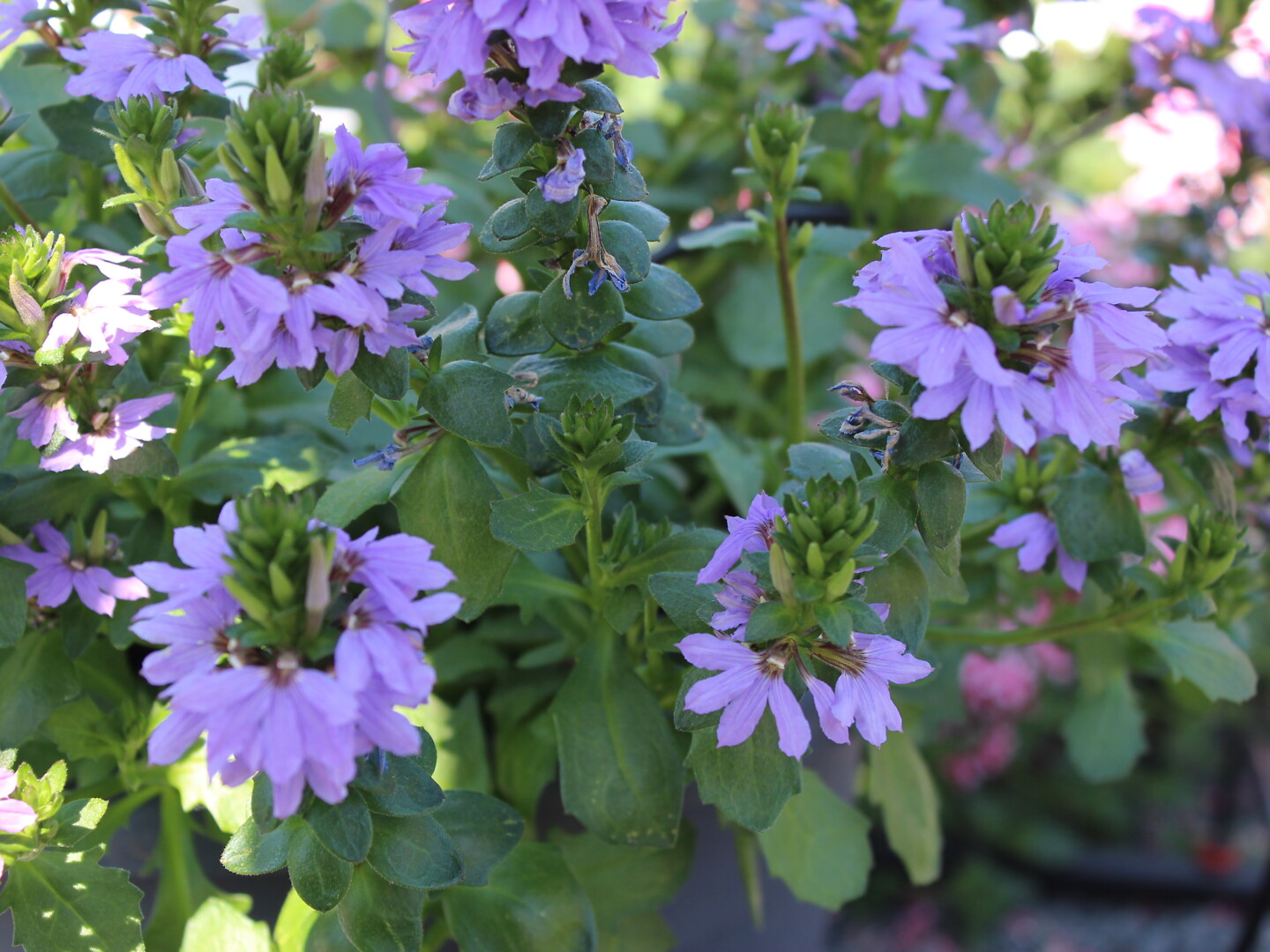 Scaevola aemula Tongue Blue