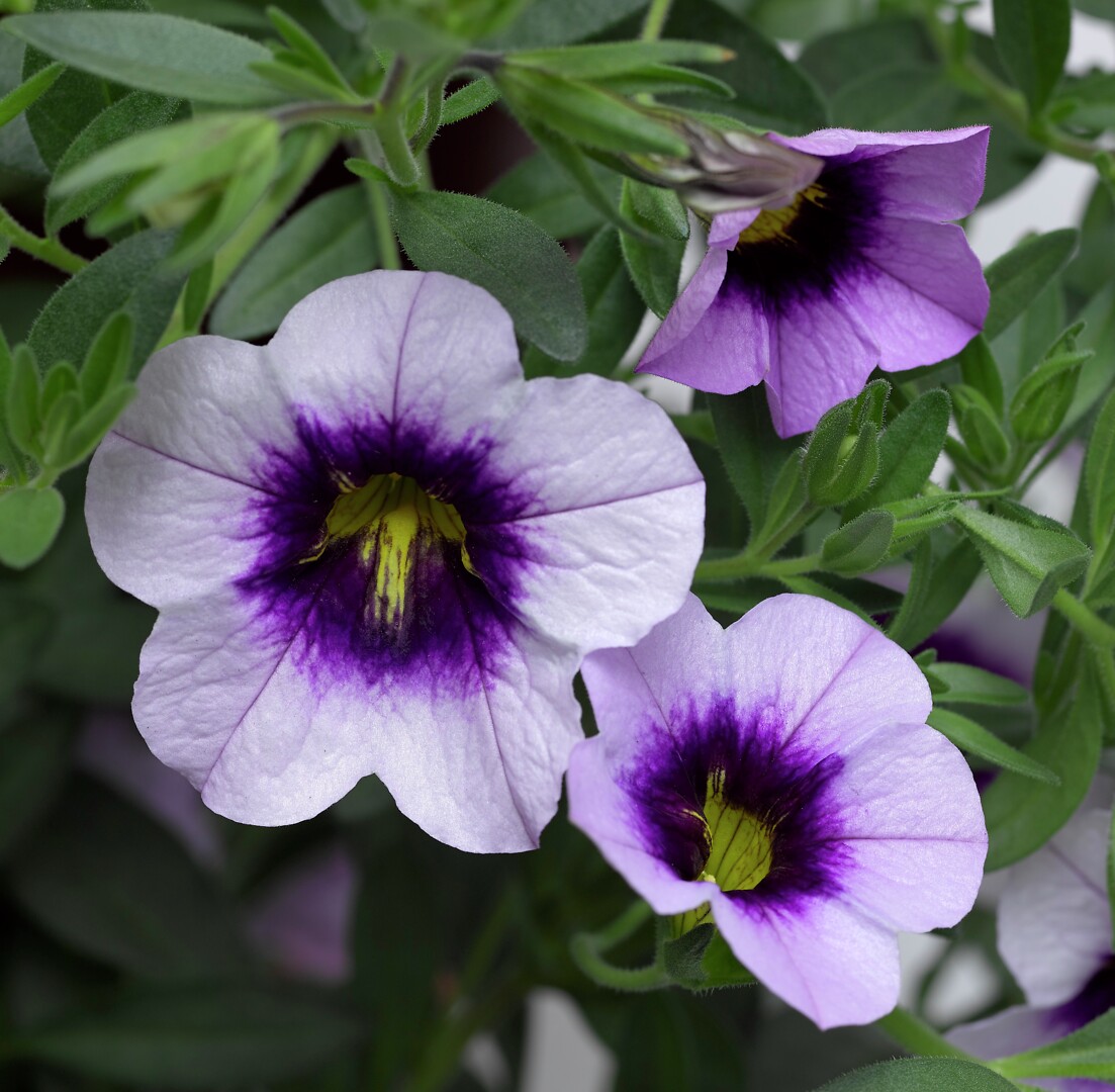 Calibrachoa Cabrio Eclipse Lilac