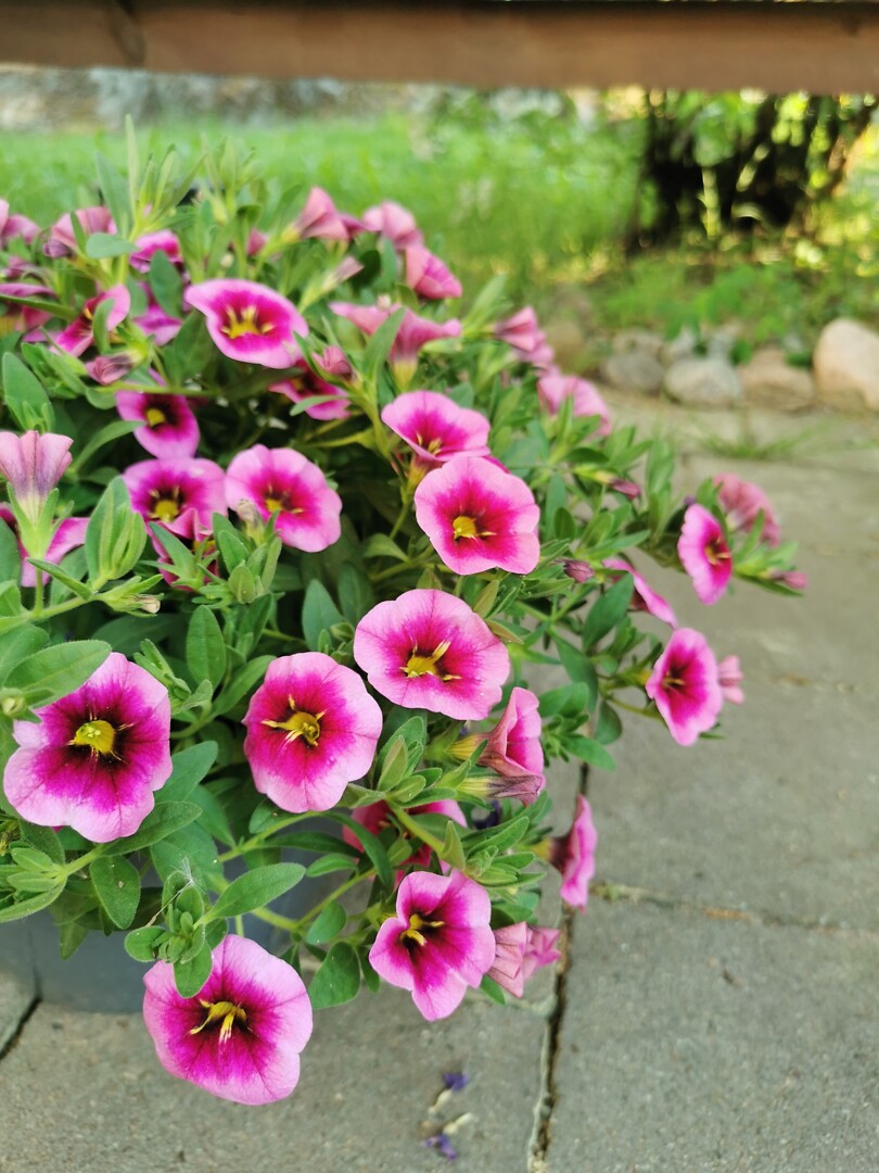 Calibrachoa Cabrio Eclipse Strawberry