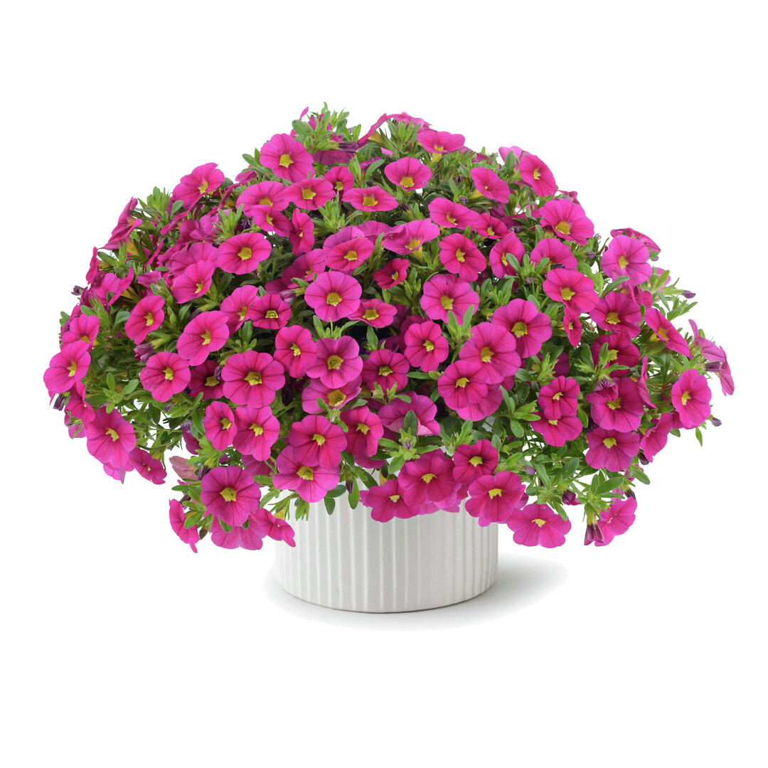 Calibrachoa Cabrio Fuchsia