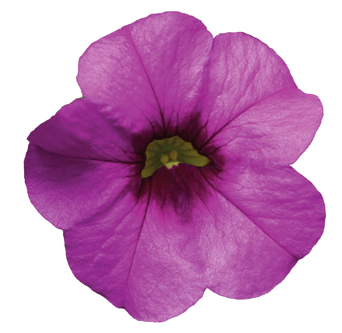 Calibrachoa Cabrio Pink