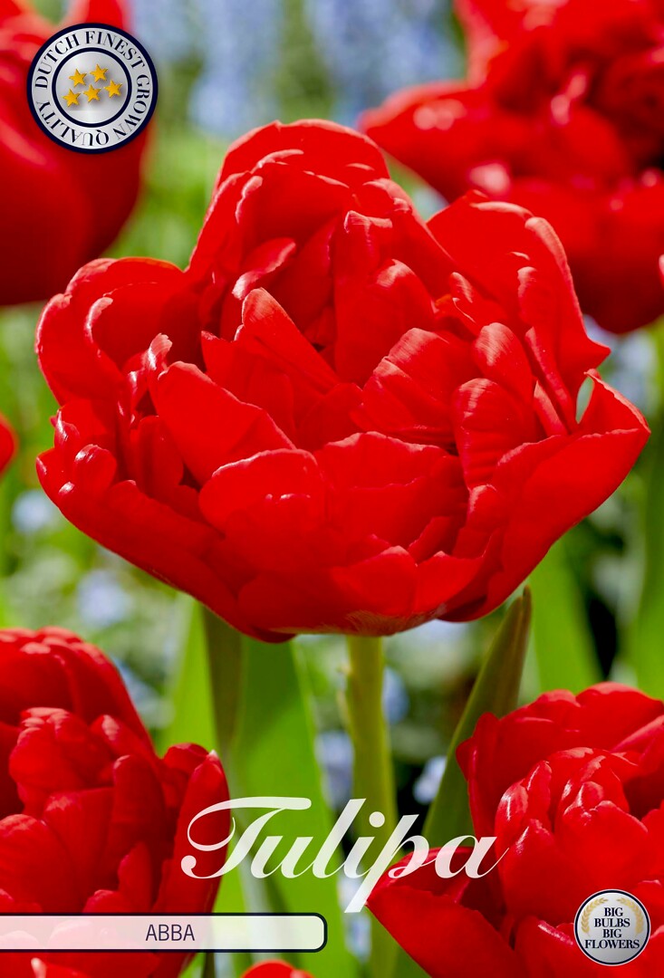Tulipa Double Early Abba