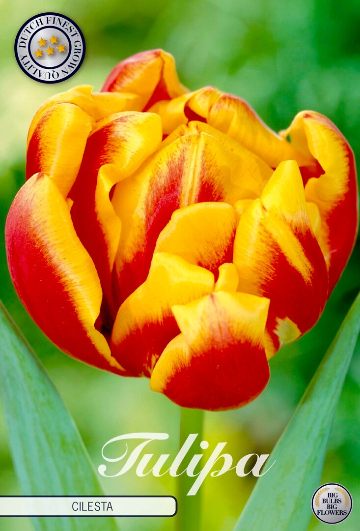 Tulipa Double Early Cilesta