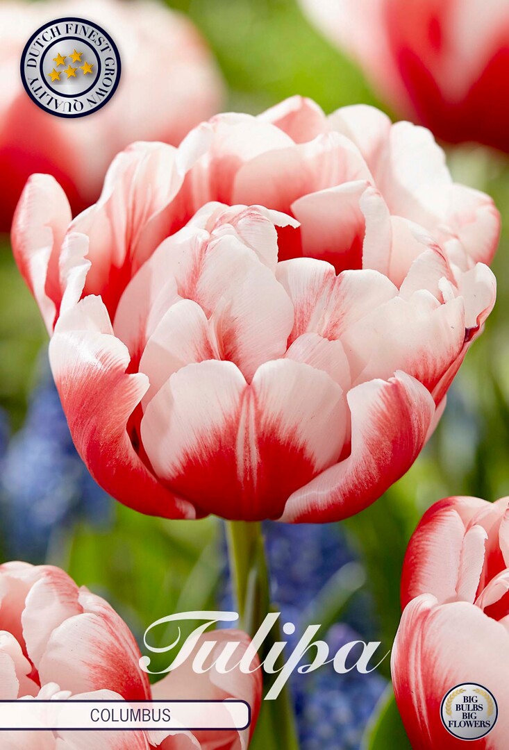 Tulipa Double Early Columbus