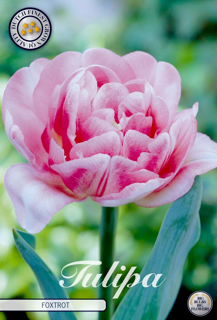 Tulipa Double Early Foxtrot