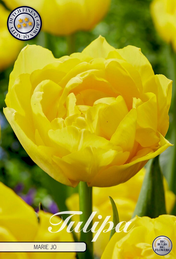 Tulipa Double Early Mary Jo