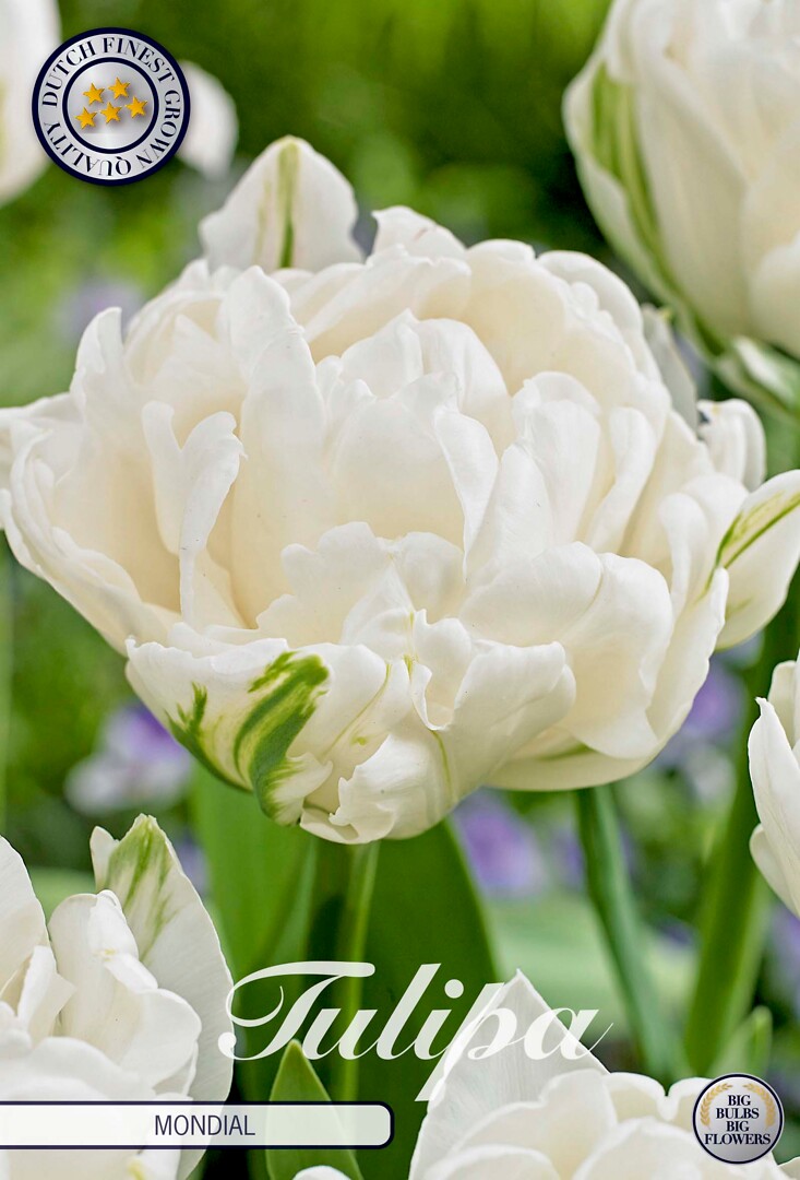 Tulipa Double Early Mondial
