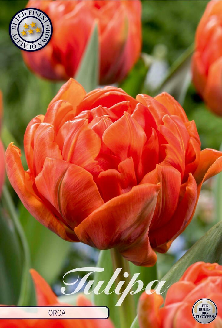 Tulipa Double Early Orca
