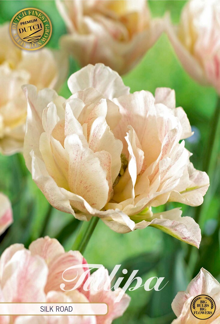 Tulipa Double Early Silk Road