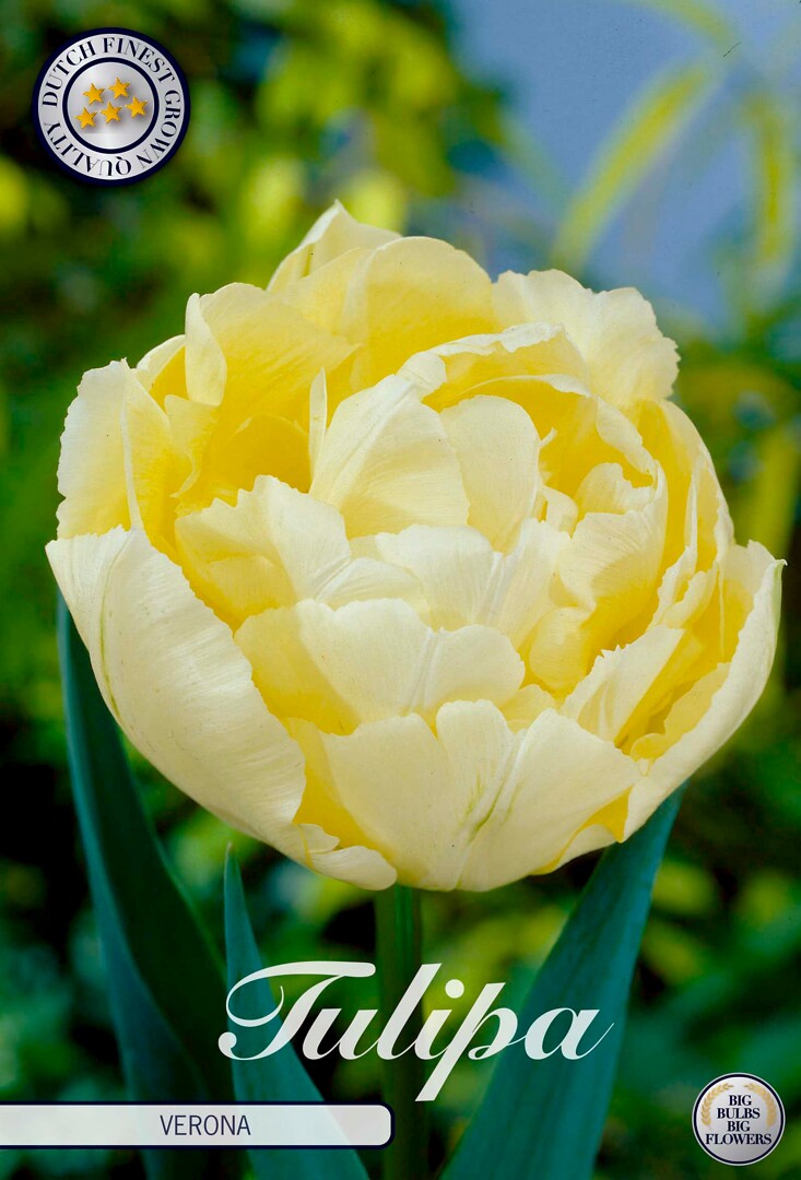 Tulipa Double Early Verona