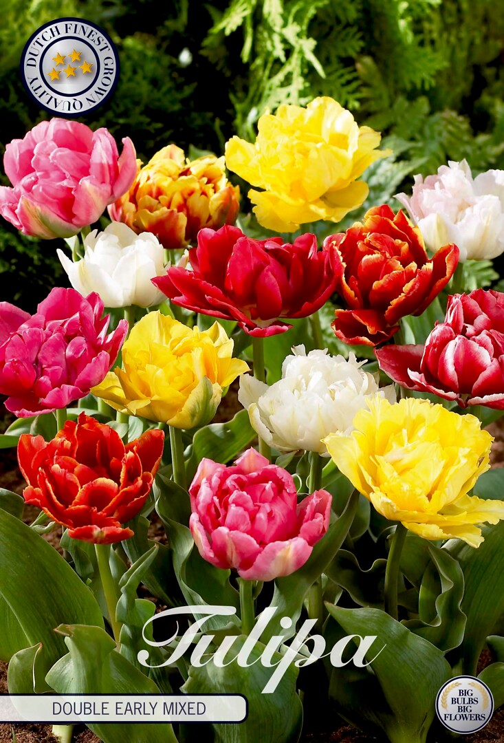Tulipa Double Early Mixed