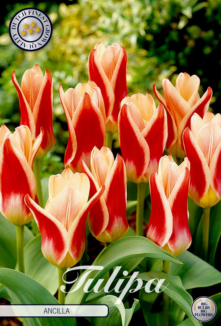 Tulipa Kaufmannia Ancilla