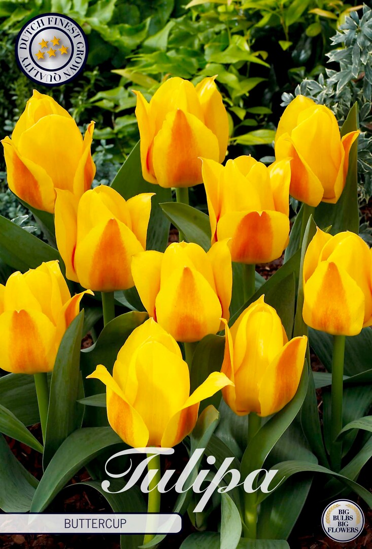 Tulipa Kaufmannia Buttercup