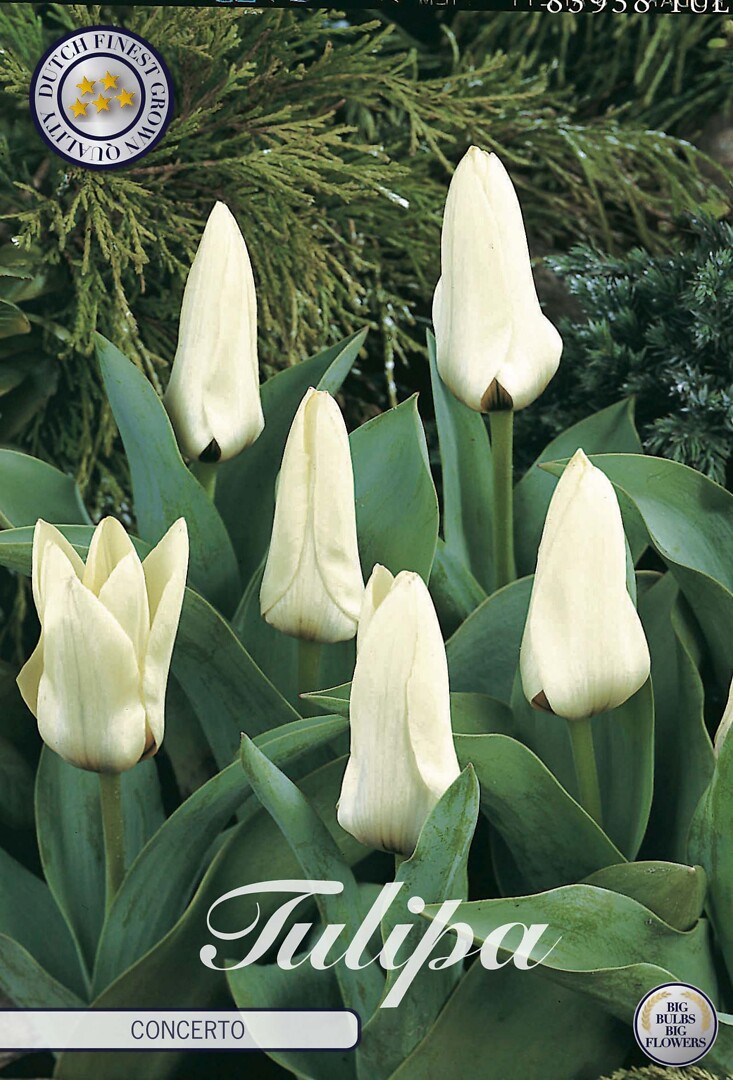 Tulipa Kaufmannia Concerto