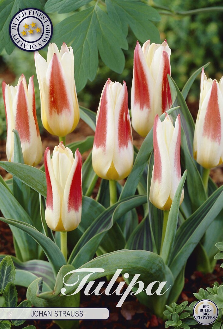 Tulipa Kaufmannia Johan Strauss