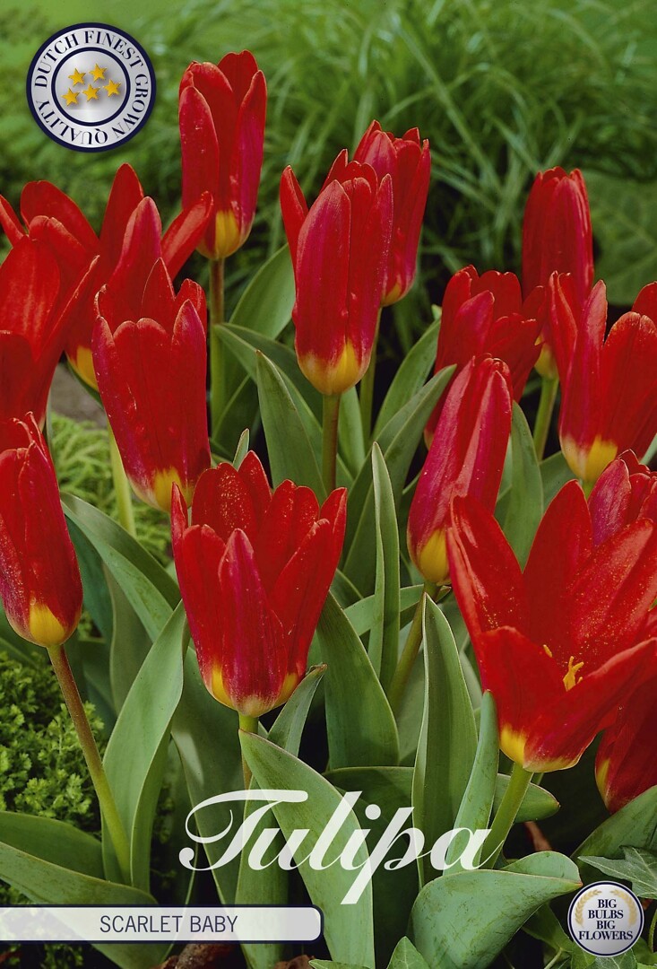 Tulipa Kaufmannia Scarlet Baby