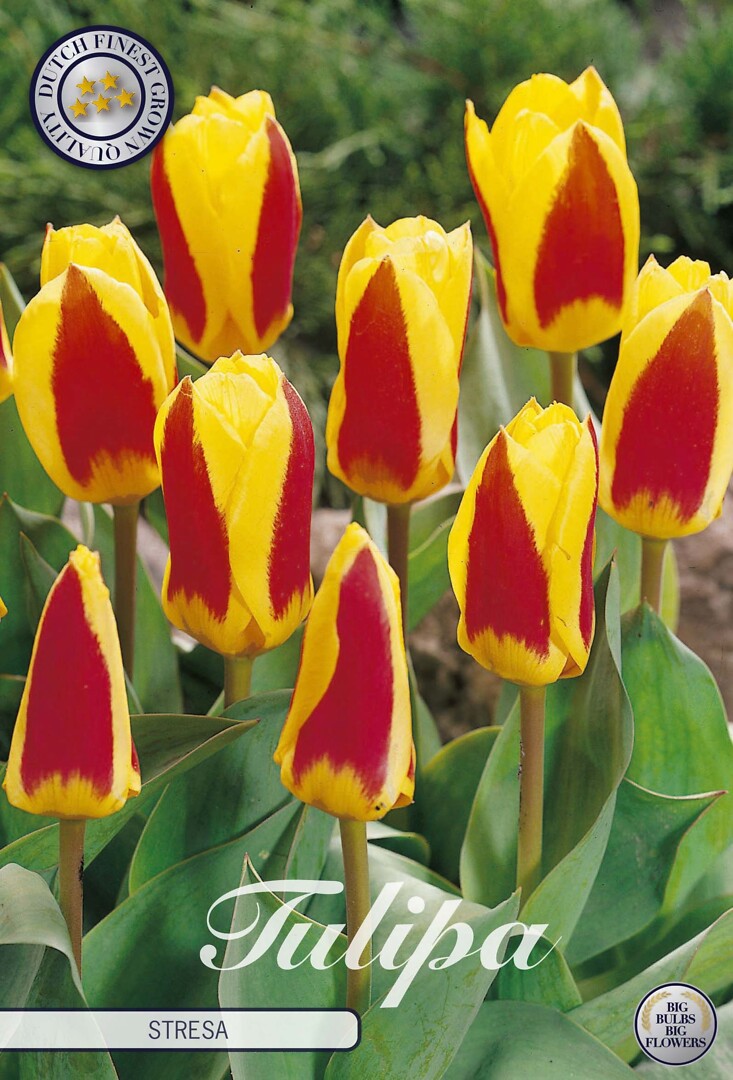 Tulipa Kaufmannia Stresa