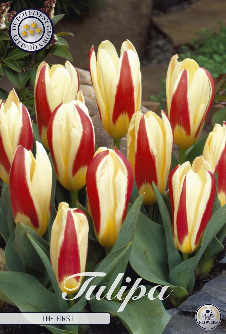 Tulipa Kaufmannia The First