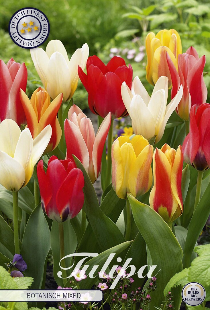 Tulipa Kaufmannia Botanic Mixed