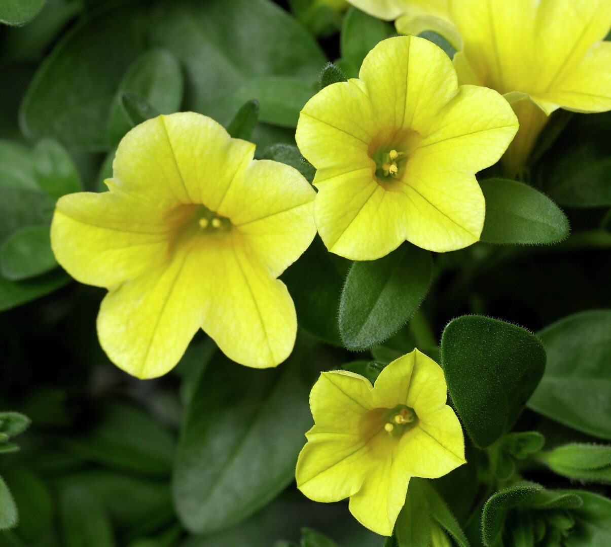 Calibrachoa Cabrio Yellow