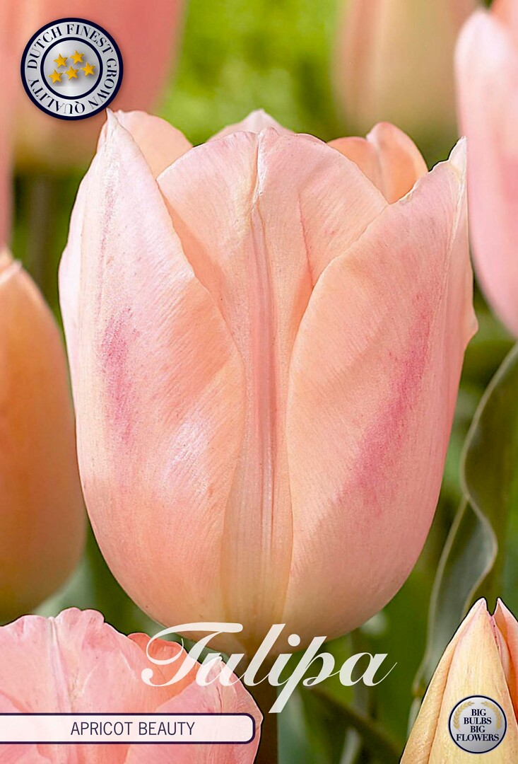 Tulipa Triumph Apricot Beauty