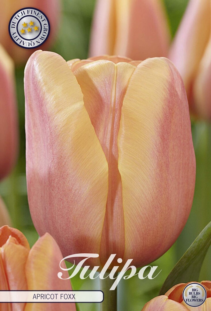 Tulipa Triumph Apricot Foxx