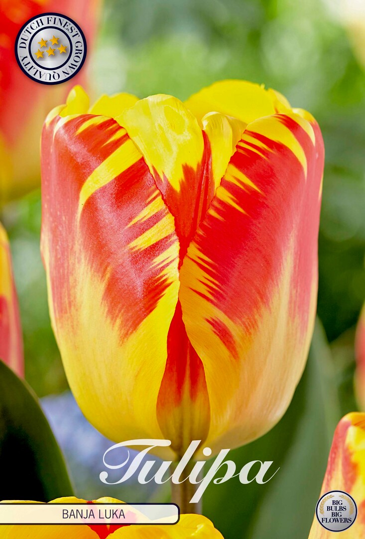 Tulipa Triumph Banja Luka