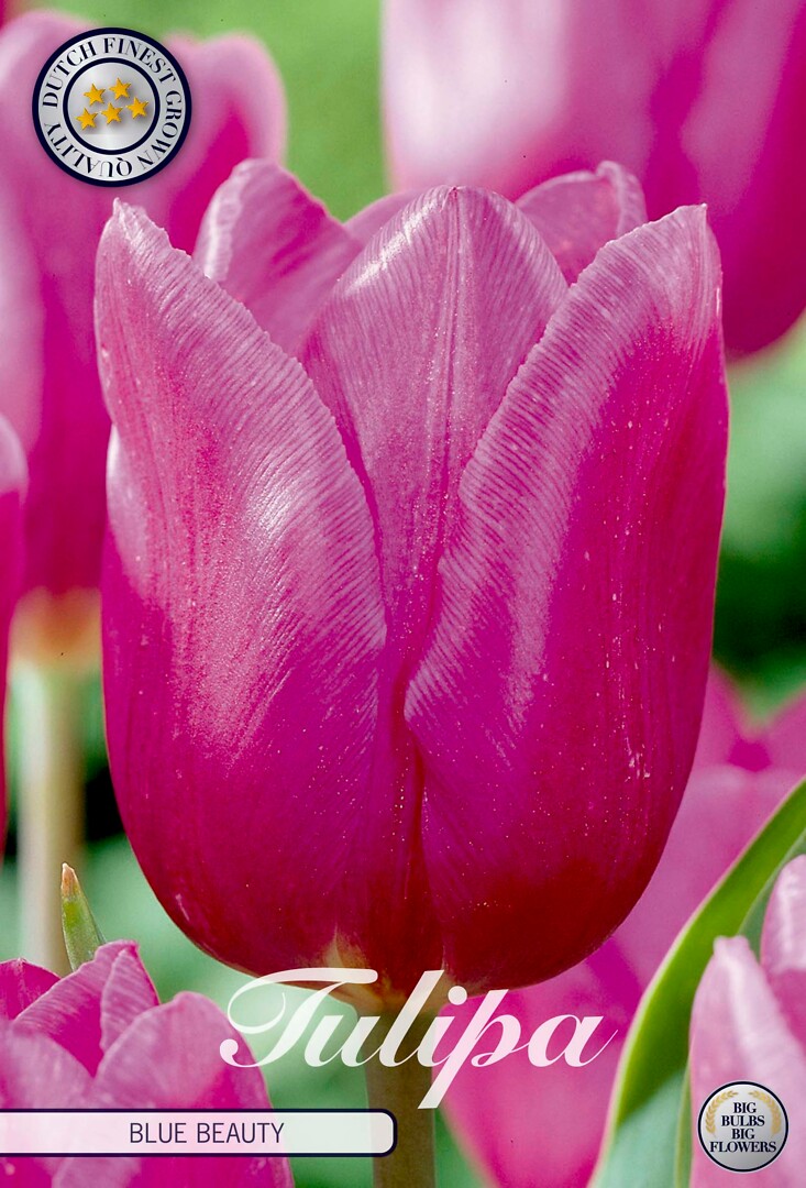 Tulipa Triumph Blue Beauty