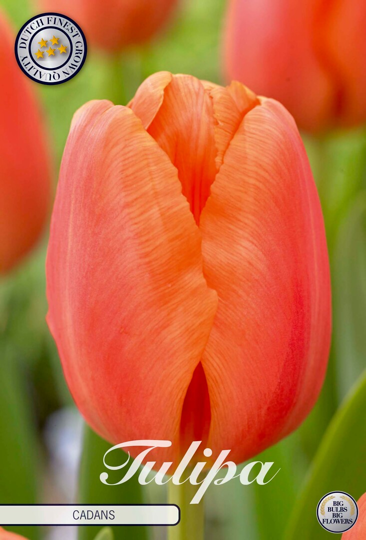 Tulipa Triumph Cadans