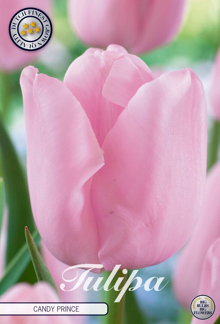 Tulipa Triumph Candy Prince