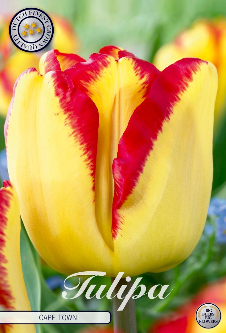 Tulipa Triumph Cape Town