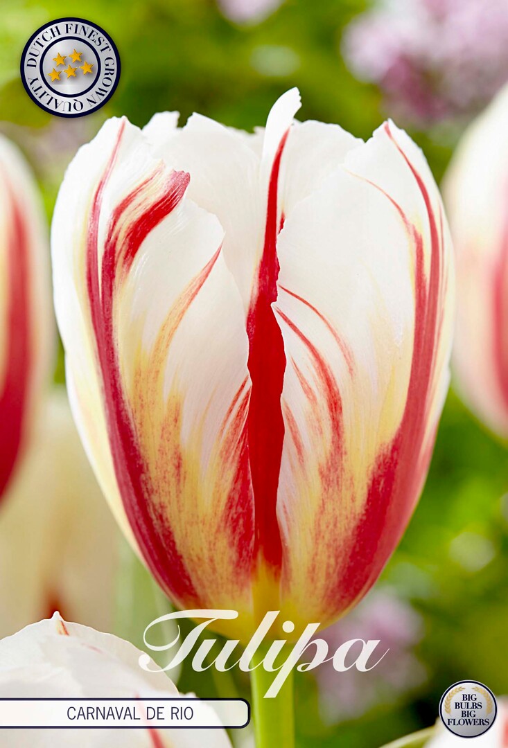 Tulipa Triumph Carnaval de Rio