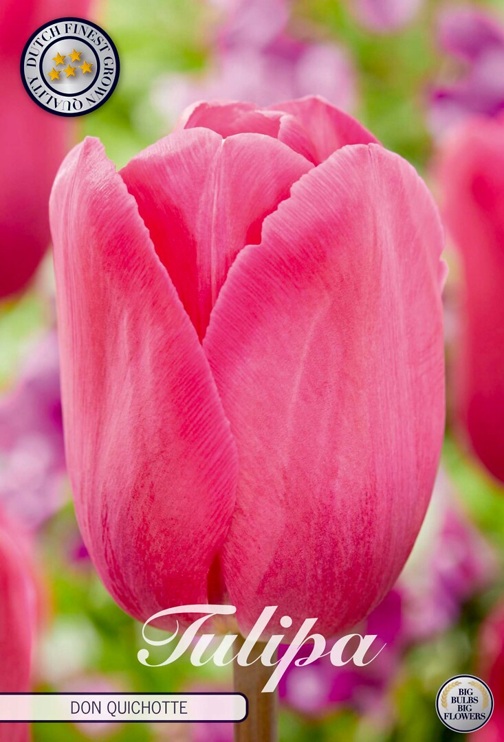 Tulipa Triumph Don Quichotte