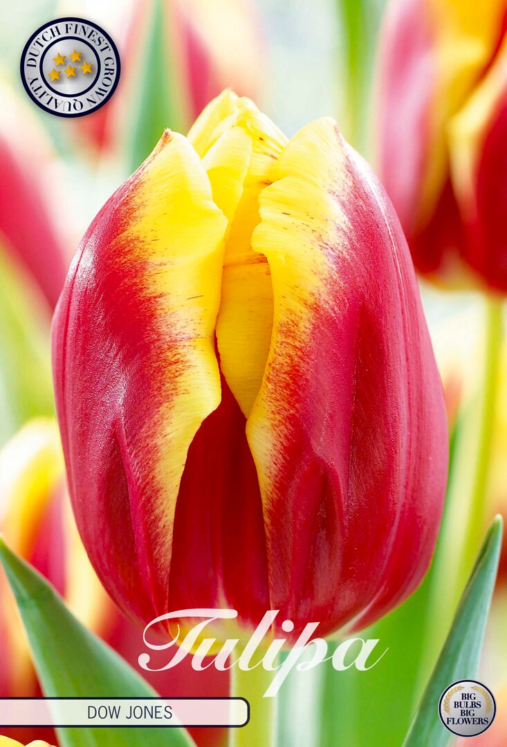 Tulipa Triumph Dow Jones