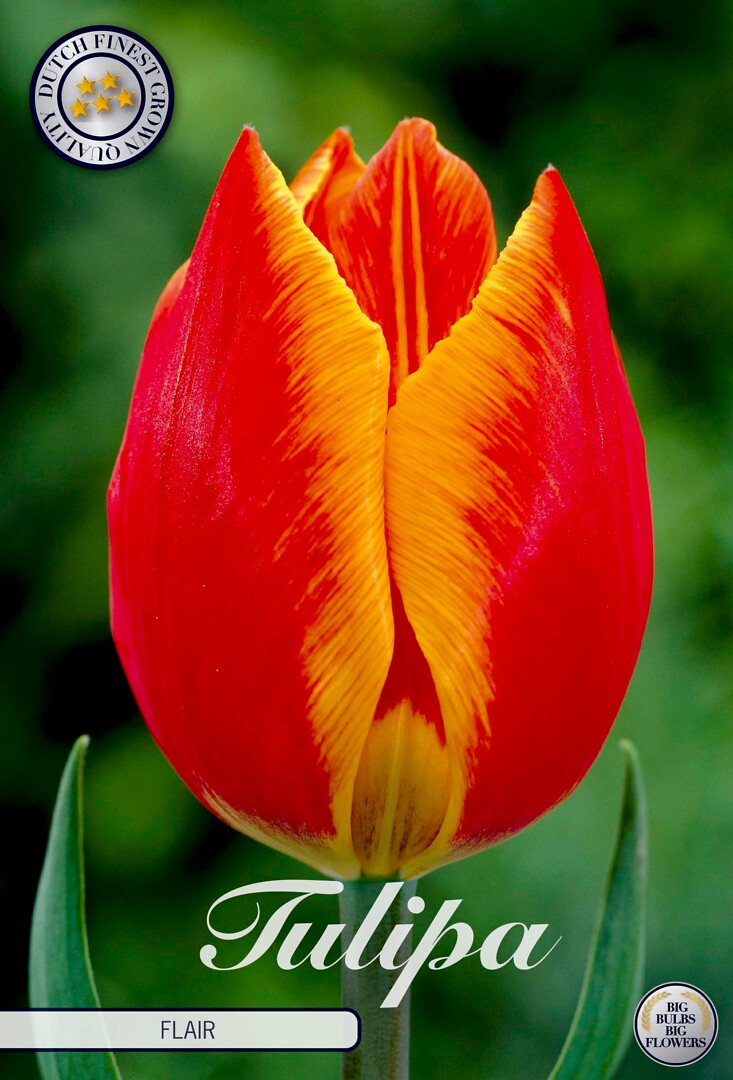 Tulipa Triumph Flair