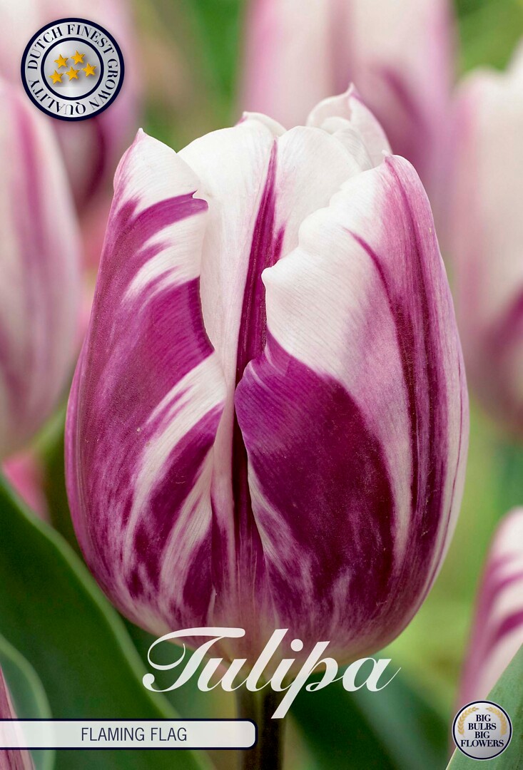 Tulipa Triumph Flaming Flag