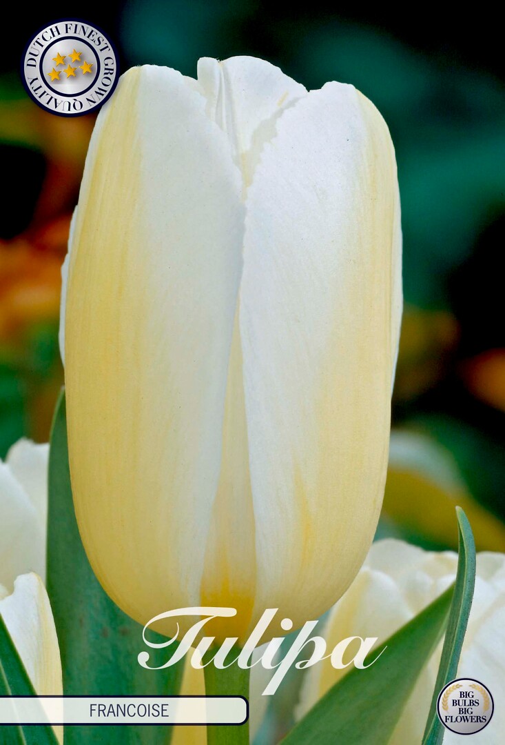 Tulipa Triumph Francoise