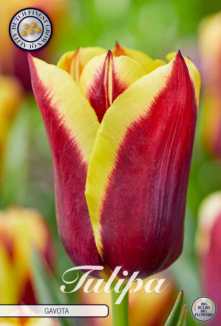 Tulipa Triumph Gavota