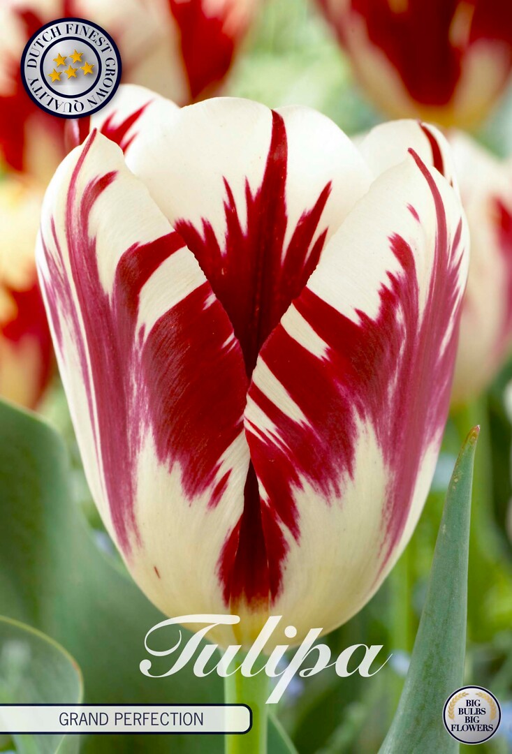 Tulipa Triumph Grand Perfection