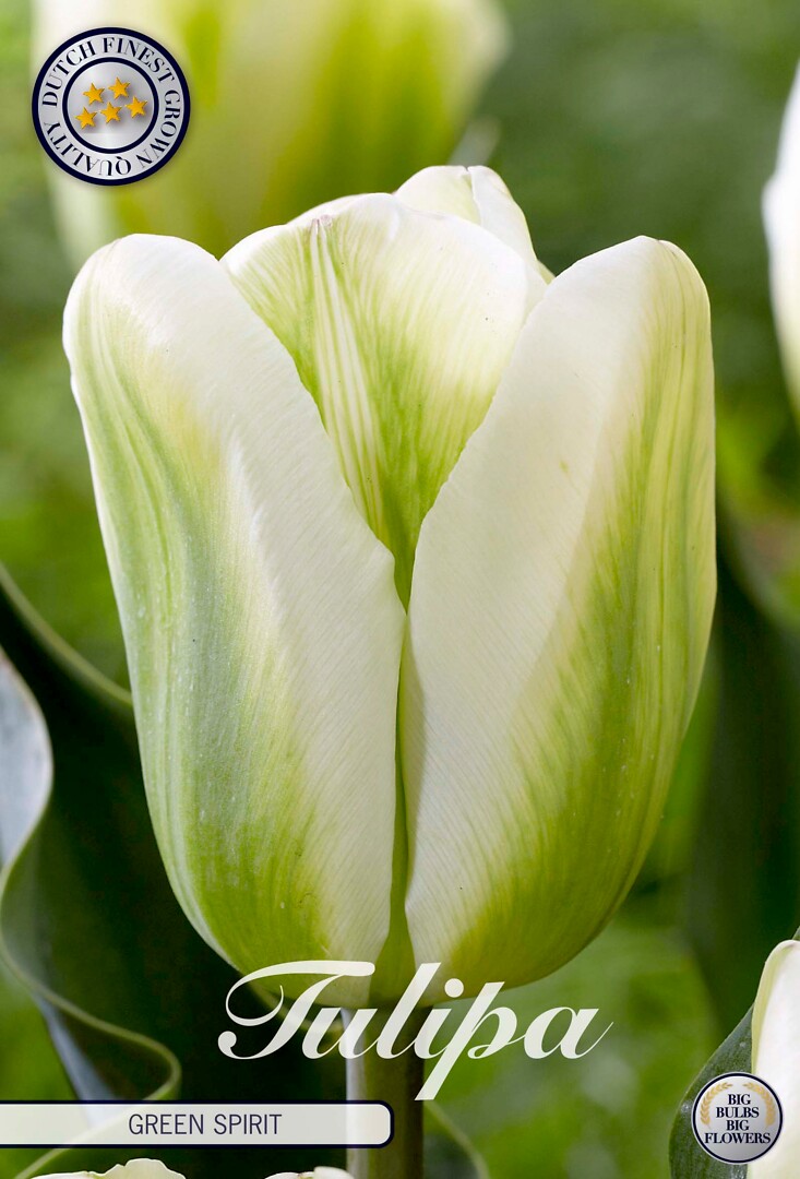 Tulipa Triumph Green Spirit