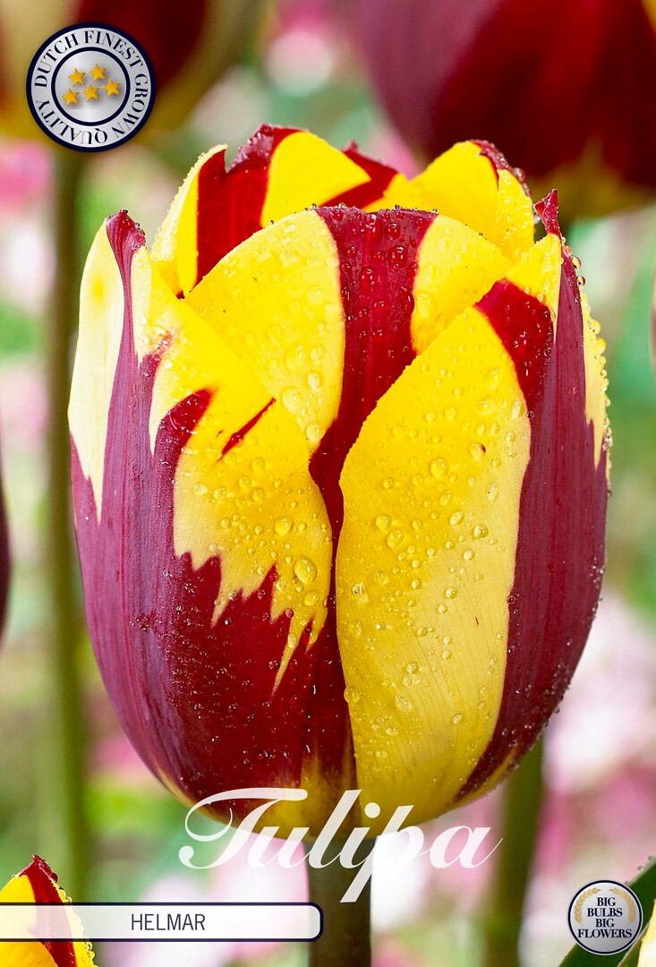 Tulipa Triumph Helmar