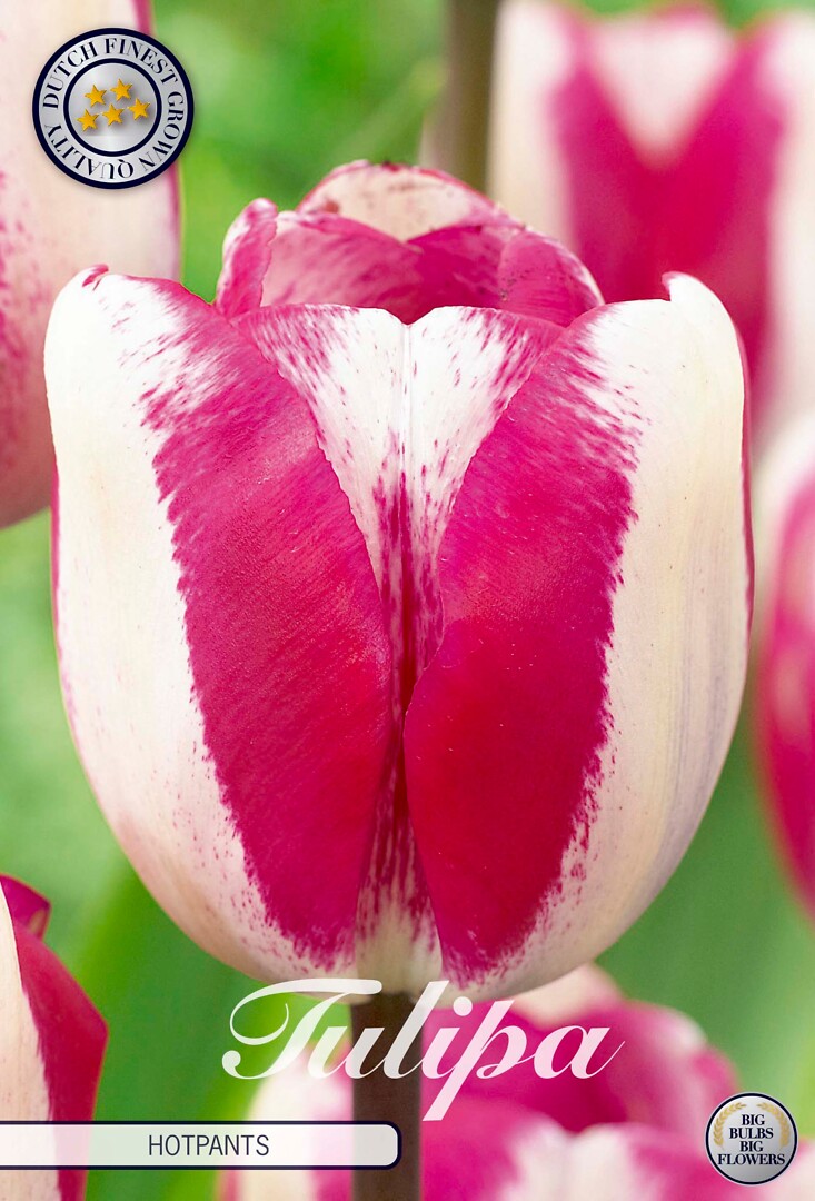 Tulipa Triumph Hotpants