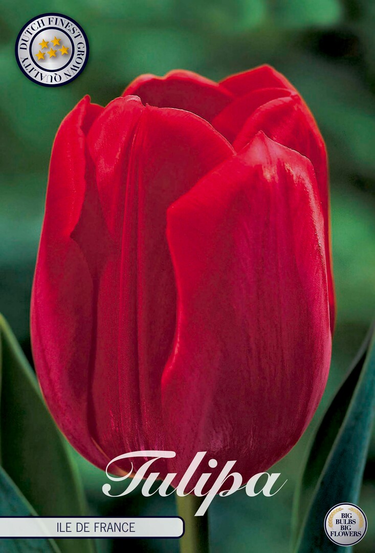 Tulipa Triumph Ile De France