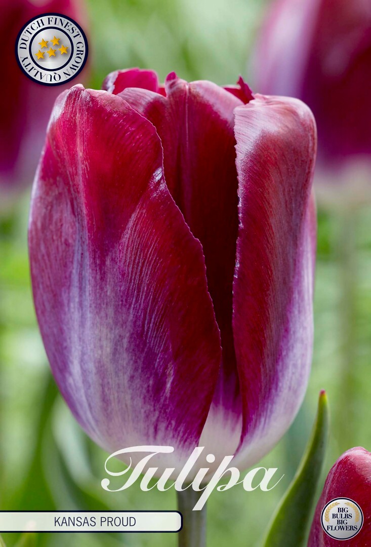 Tulipa Triumph Kansas Proud