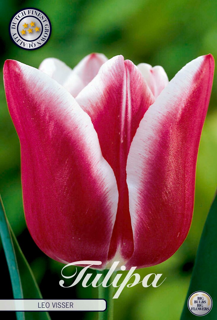 Tulipa Triumph Leo Visser